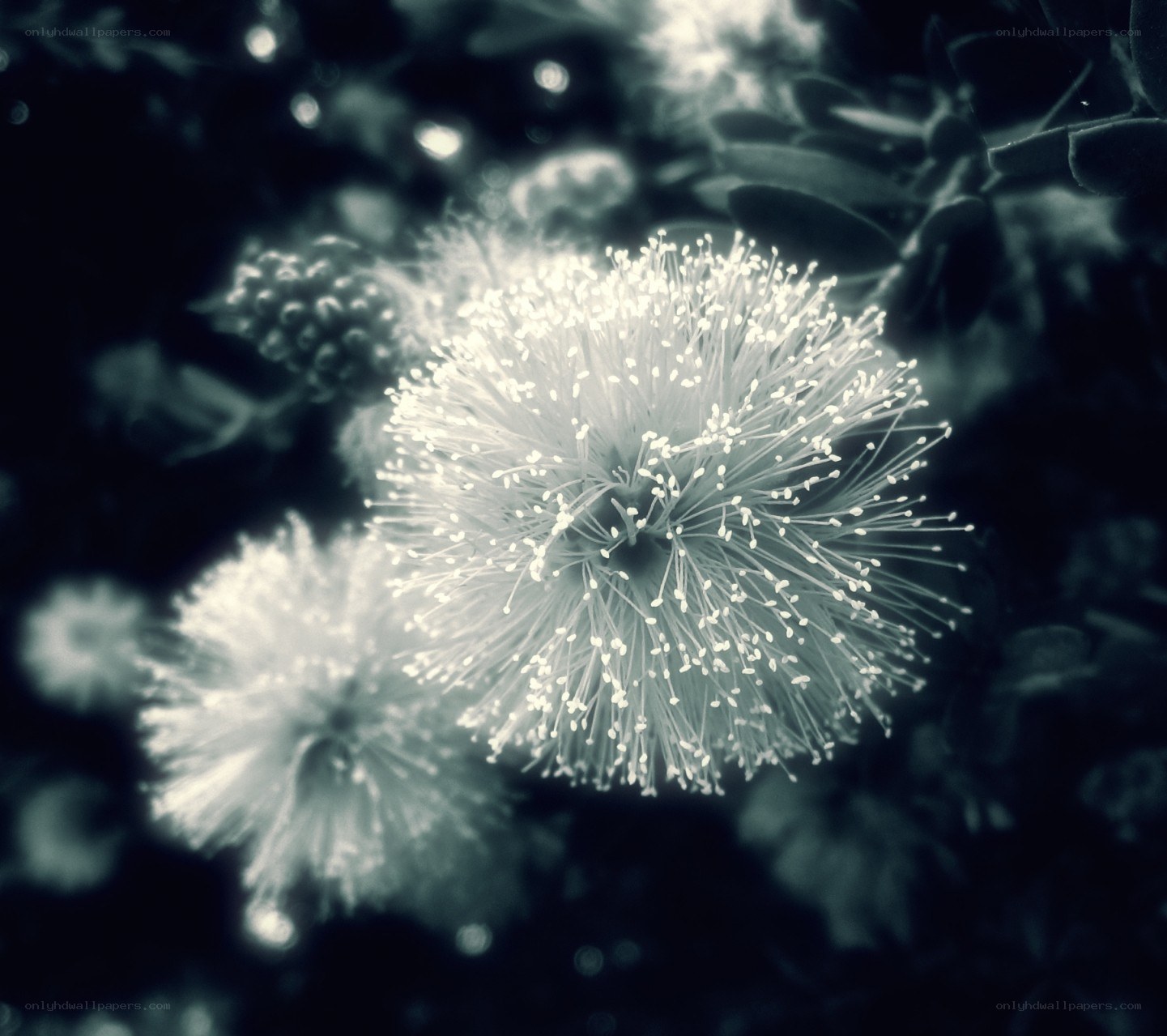 White fluffy flowers in focus
