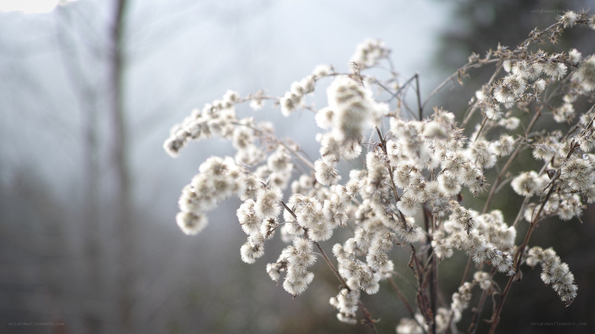 white fluffy flowers in winter