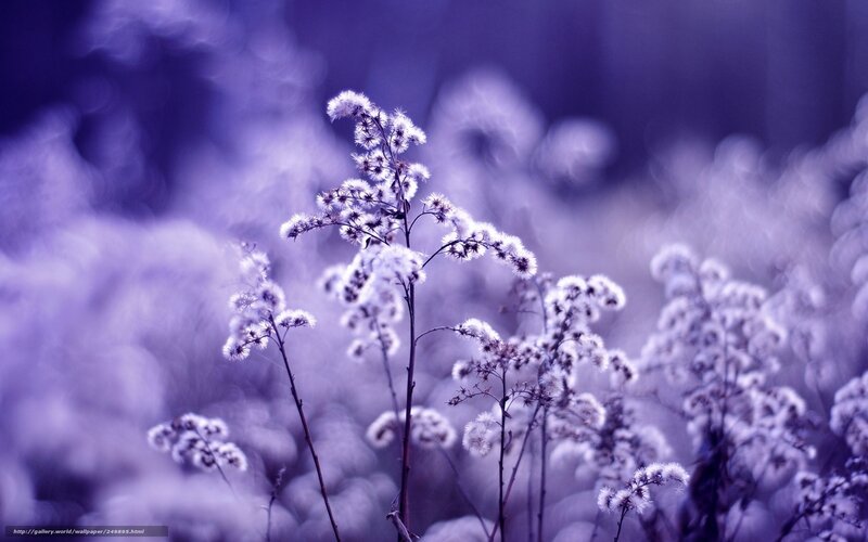 White Fluffy Flowers — Purple, Serene