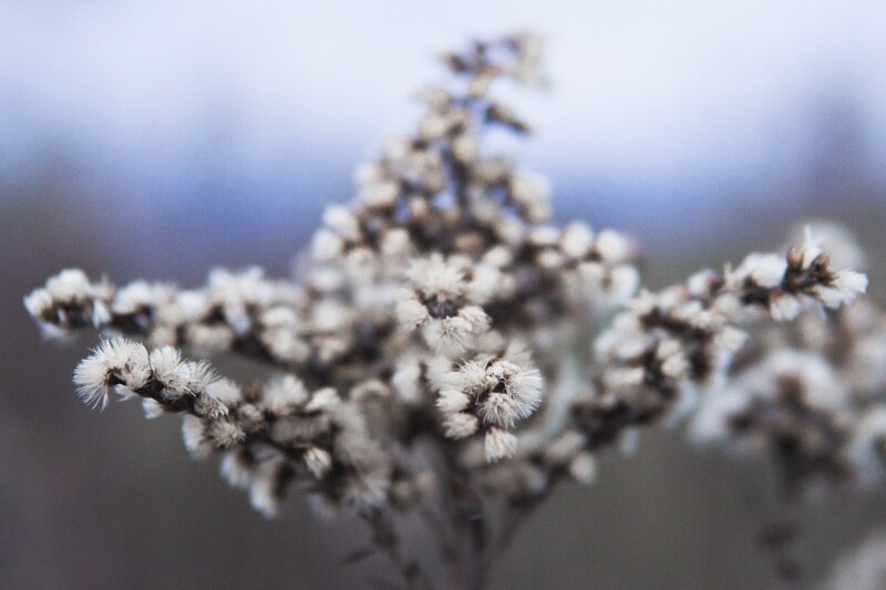 White Fluffy Flowers — Serene
