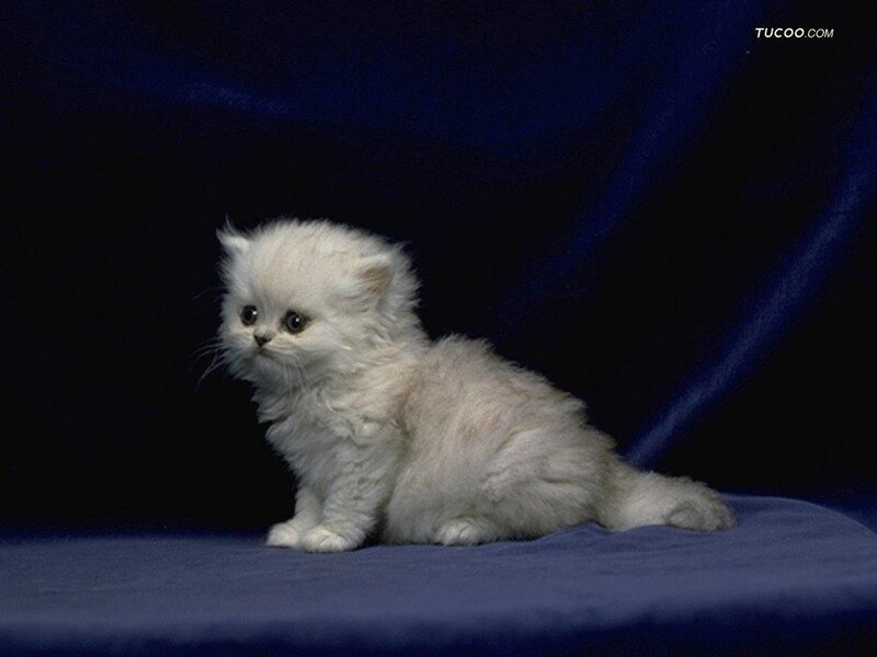 White Fluffy Kitten — Blue