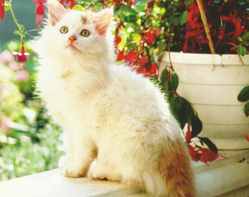 White Fluffy Kitten — Calm, Afternoon