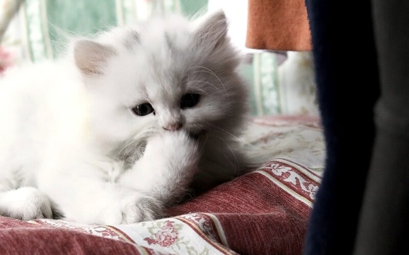 White Fluffy Kitten — Calm, Morning, Photograph