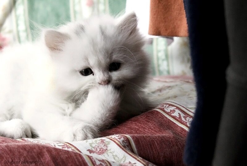 White Fluffy Kitten — Calm, Morning
