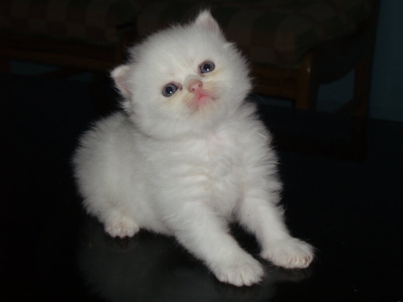 White Fluffy Kitten — Calm, Night