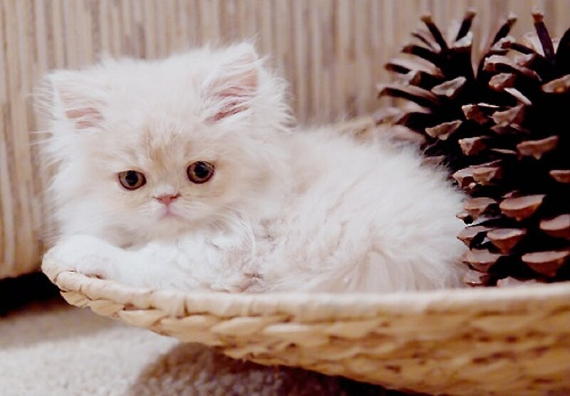 White Fluffy Kitten — Calm, Photograph, Basket