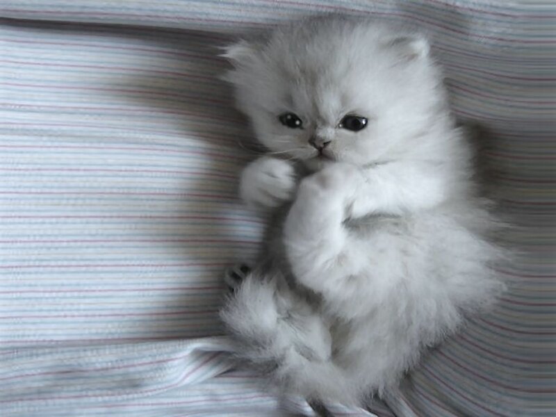 White Fluffy Kitten — Calm, Photograph, Bed, Striped Fabric