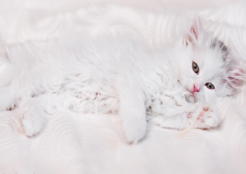 White Fluffy Kitten — Calm, Photograph, Bed