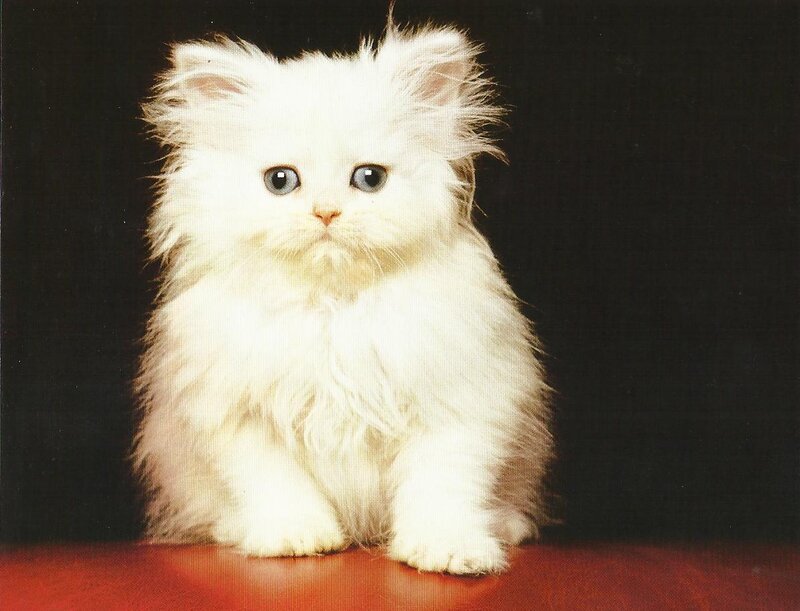 White Fluffy Kitten — Calm, Photograph, Black Background