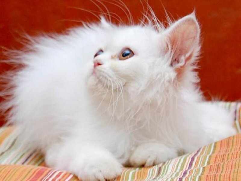 White Fluffy Kitten — Calm, Photograph, Blanket, Orange Background