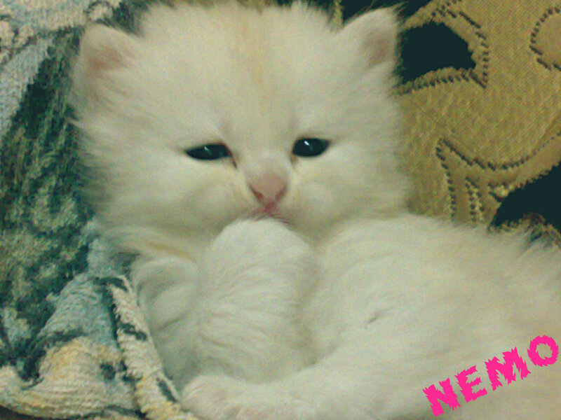 White Fluffy Kitten — Calm, Photograph, Blanket