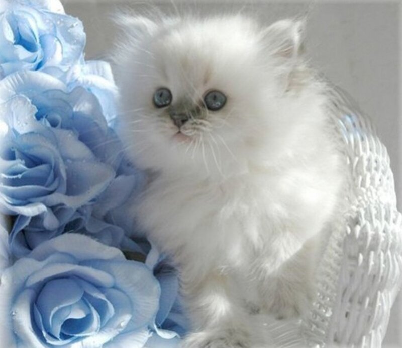 White Fluffy Kitten — Calm, Photograph, Blue Roses