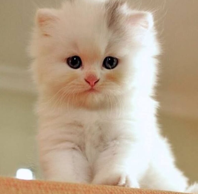 White Fluffy Kitten — Calm, Photograph, Cat