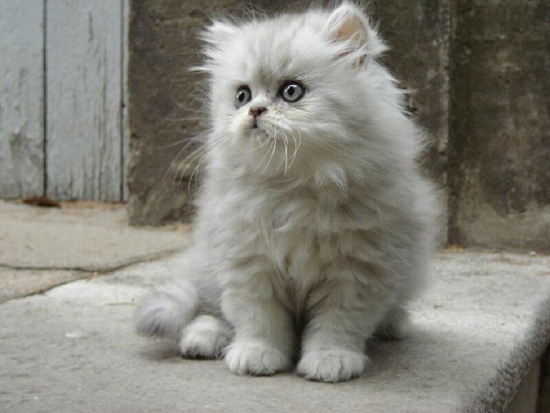 White Fluffy Kitten — Calm, Photograph, Concrete Step