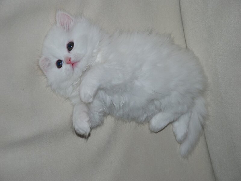 White Fluffy Kitten — Calm, Photograph, Couch, Beige