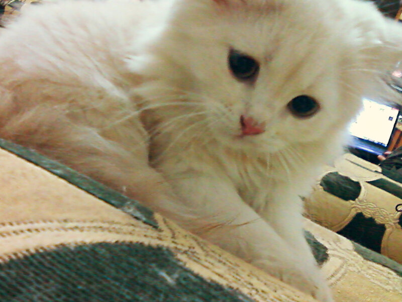 White Fluffy Kitten — Calm, Photograph, Couch, Laptop