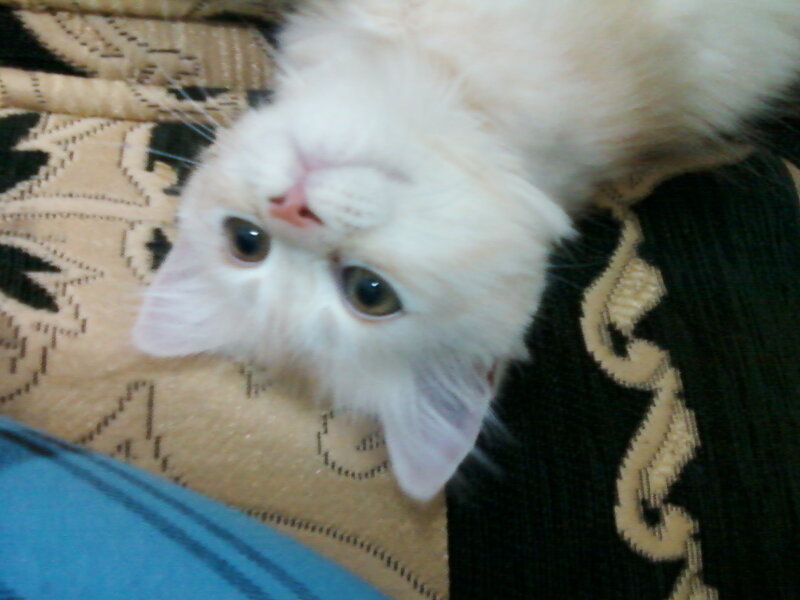 White Fluffy Kitten — Calm, Photograph, Couch
