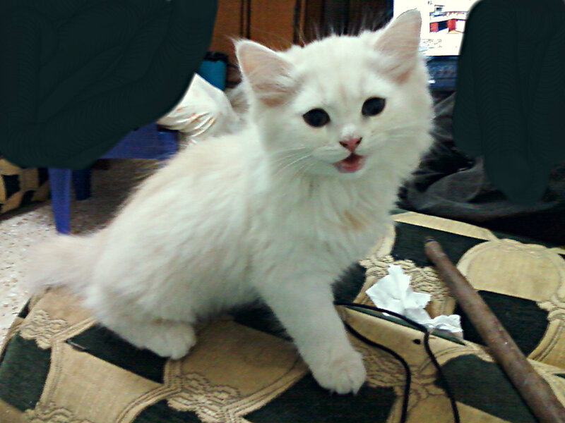 White Fluffy Kitten — Calm, Photograph, Couch, Tissue Paper
