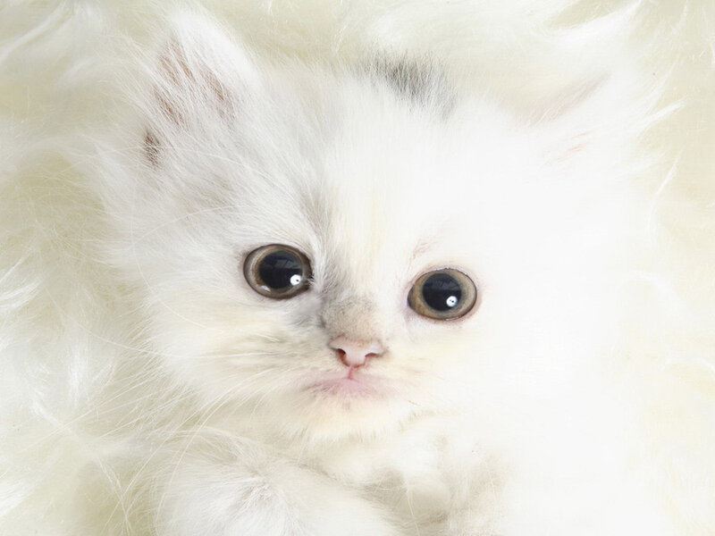 White Fluffy Kitten — Calm, Photograph, Eyes