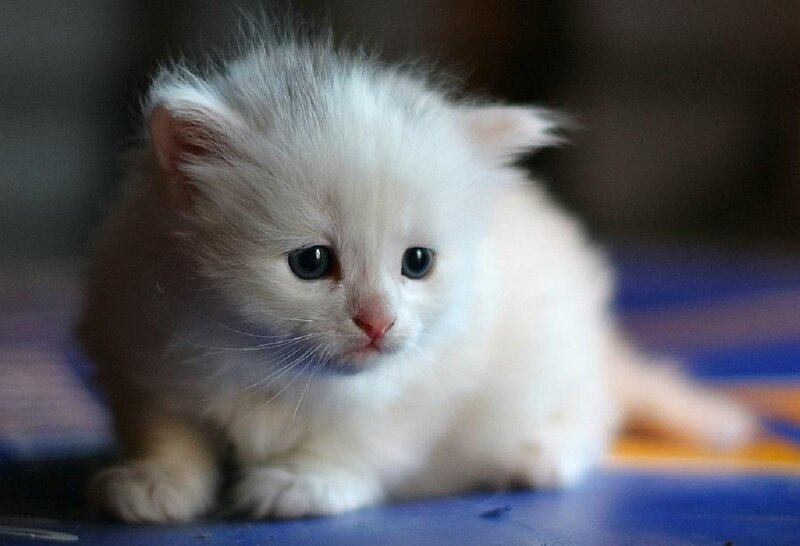 White Fluffy Kitten — Calm, Photograph, Whiskers