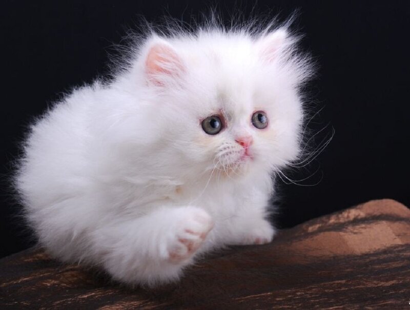 White Fluffy Kitten — Calm, Photograph, Wooden Surface
