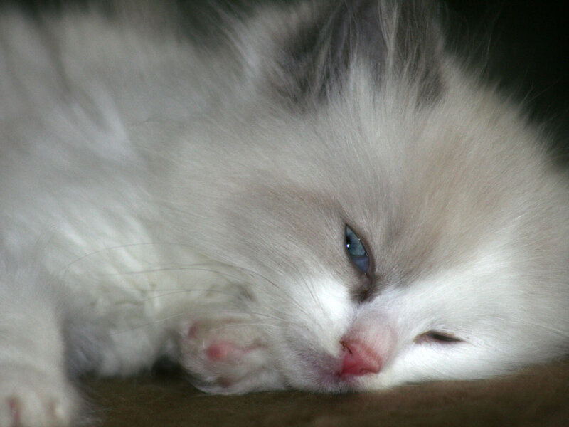 White Fluffy Kitten — Calm