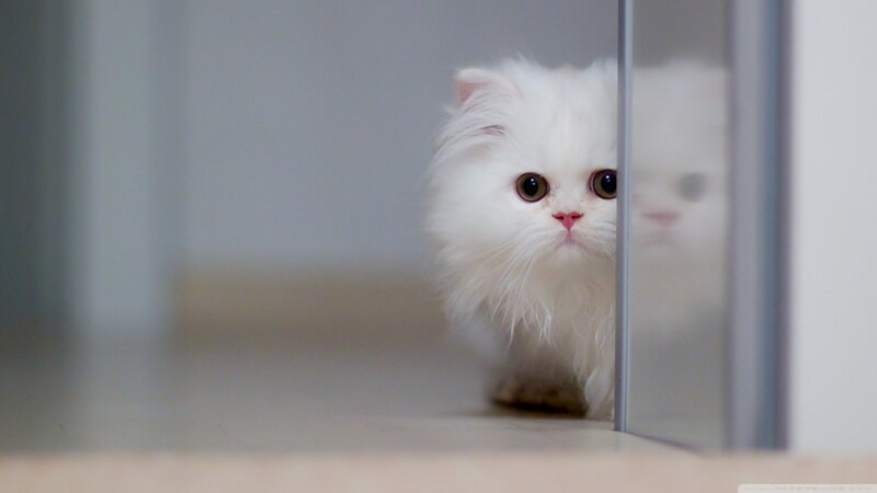White Fluffy Kitten — Curious