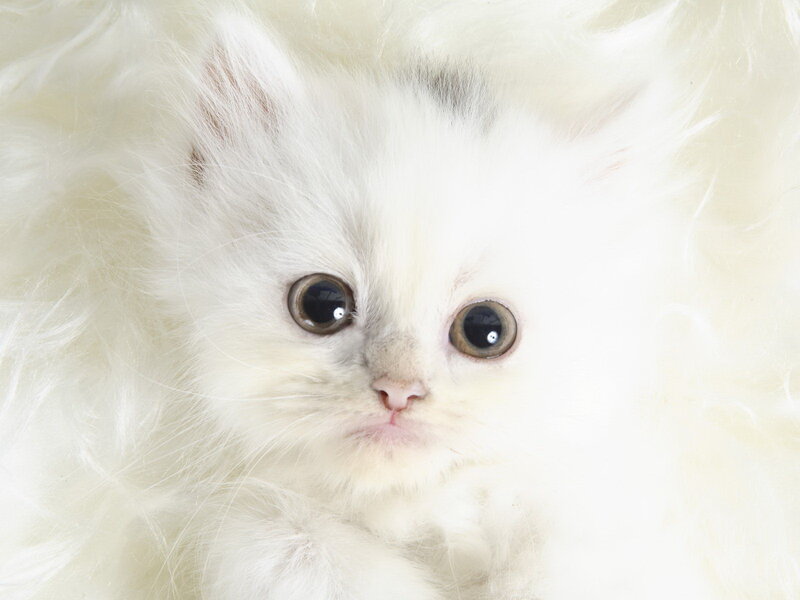 White Fluffy Kitten — Innocent, Photograph, Eyes, Fur