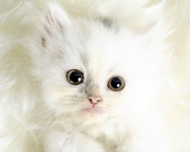 White Fluffy Kitten — Innocent, Photograph, Eyes