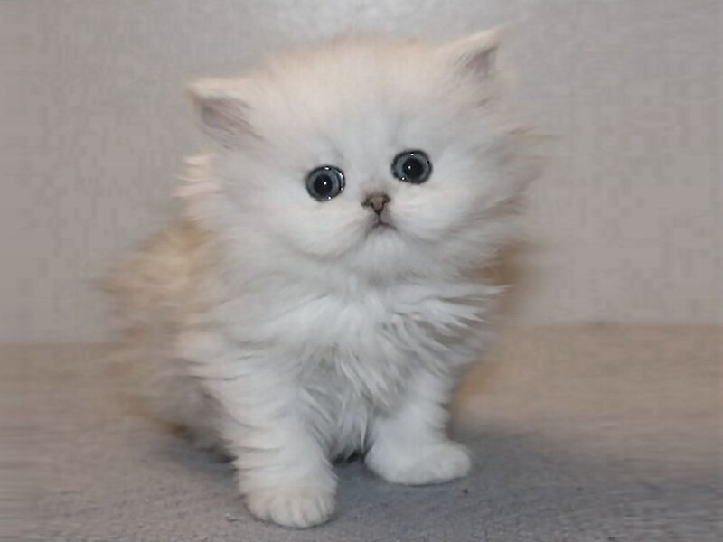 White Fluffy Kitten — Innocent, Photograph, Floor