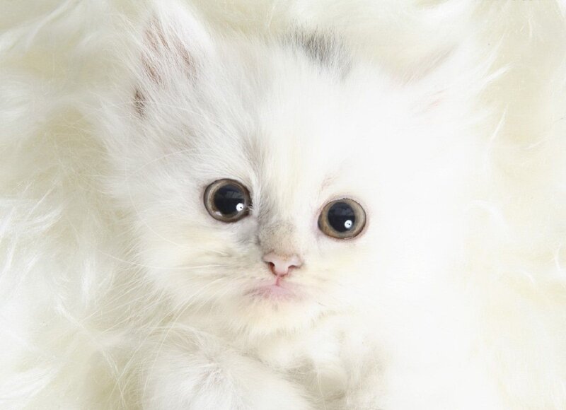 White Fluffy Kitten — Innocent, Photograph