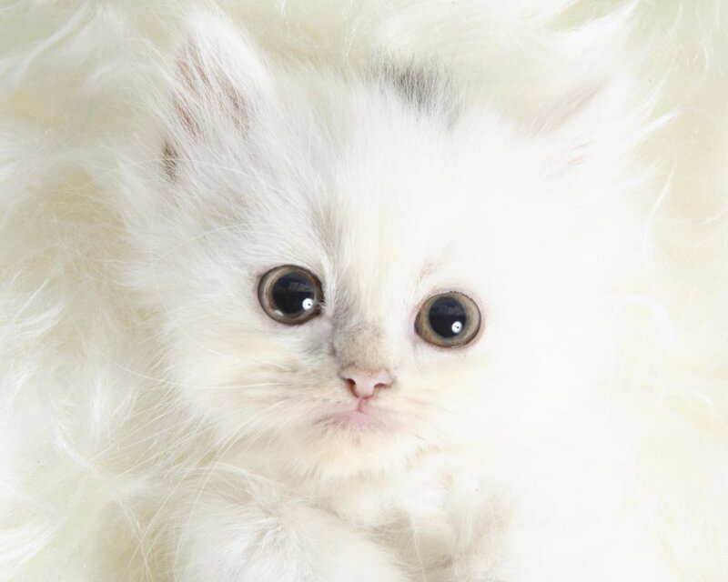 White Fluffy Kitten — Innocent