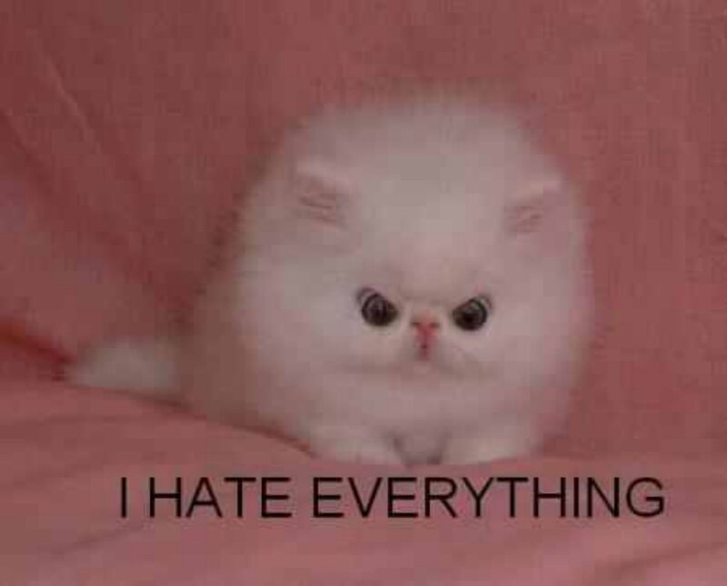 White Fluffy Kitten — Pink