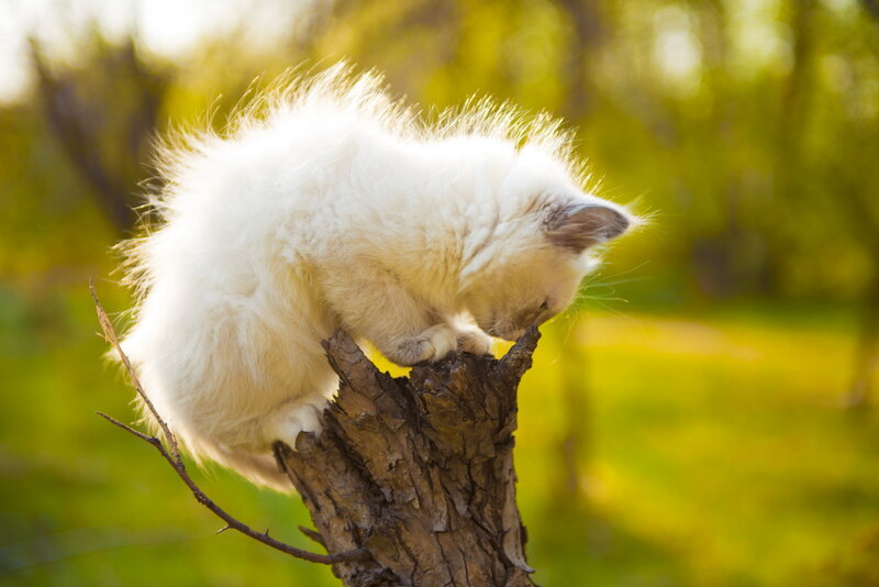 White Fluffy Kitten — Serene, Afternoon