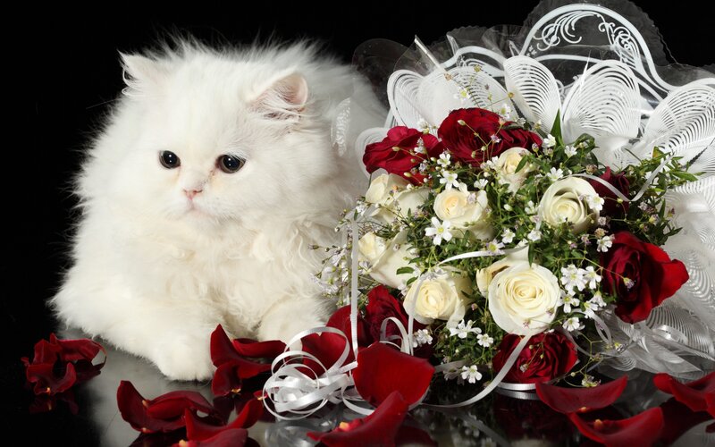 White Fluffy Kitten — Serene