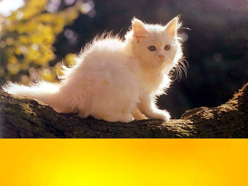 White Fluffy Kitten