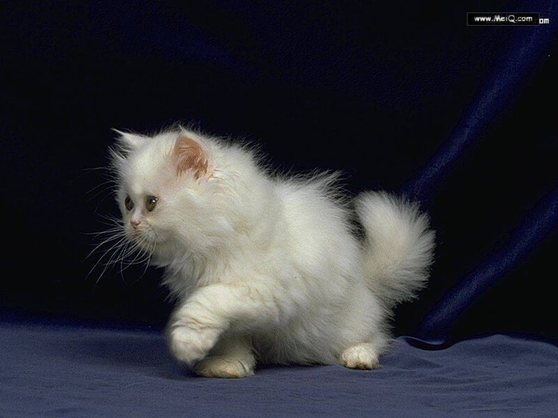 white fluffy kitten walking