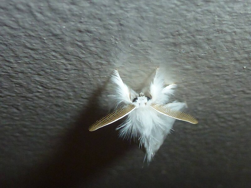White Fluffy Moth