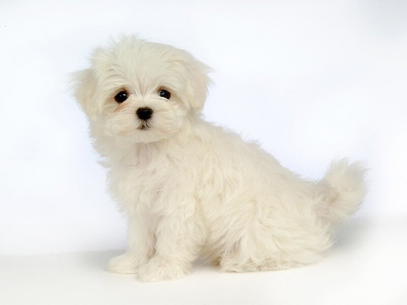 white fluffy puppy