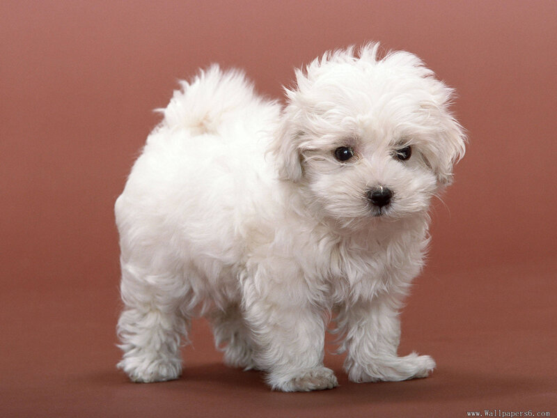 White Fluffy Puppy — Calm, Photograph, Brown Background