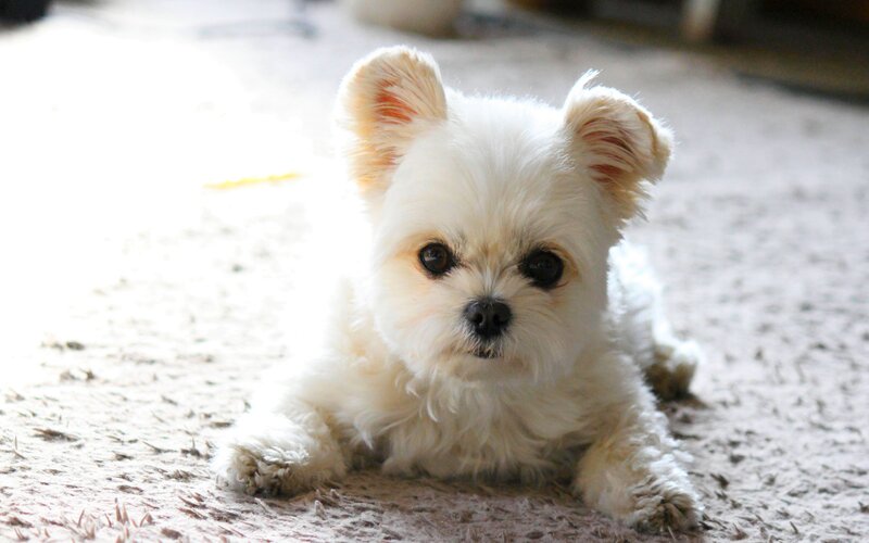 White Fluffy Puppy — Calm, Photograph, Carpet