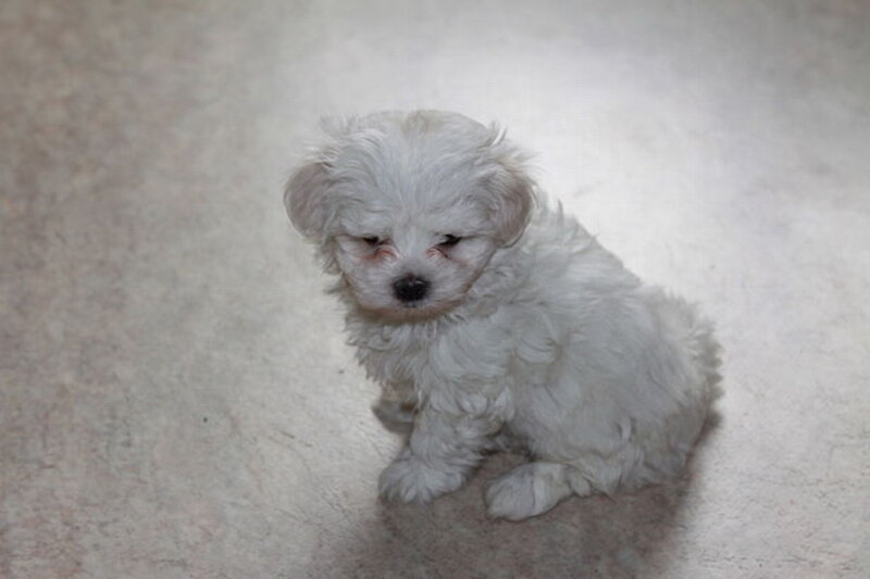 White Fluffy Puppy — Calm, Photograph, Floor