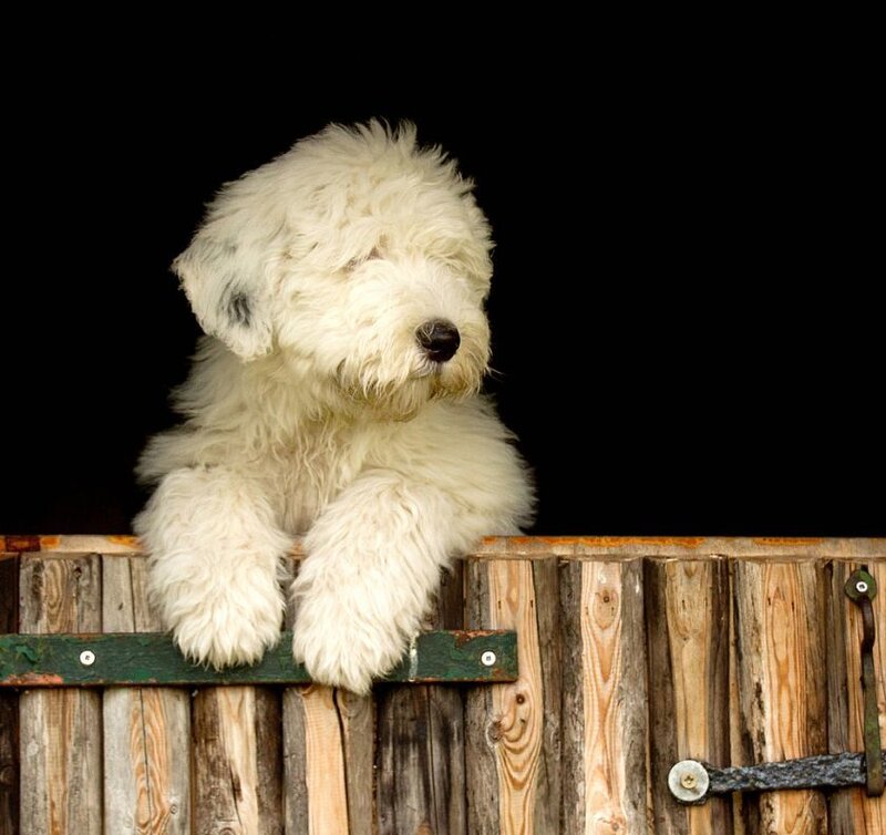 White Fluffy Puppy — Calm