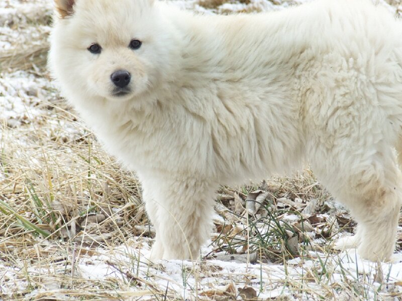White Fluffy Puppy — Calm, Winter