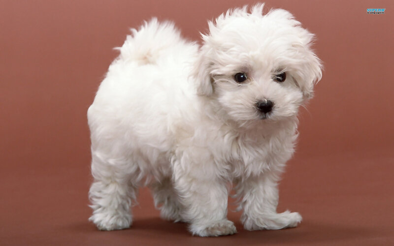 White Fluffy Puppy — Neutral, Photograph, Brown Background