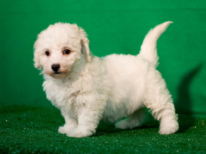 White Fluffy Puppy — Neutral, Photograph, Green Background