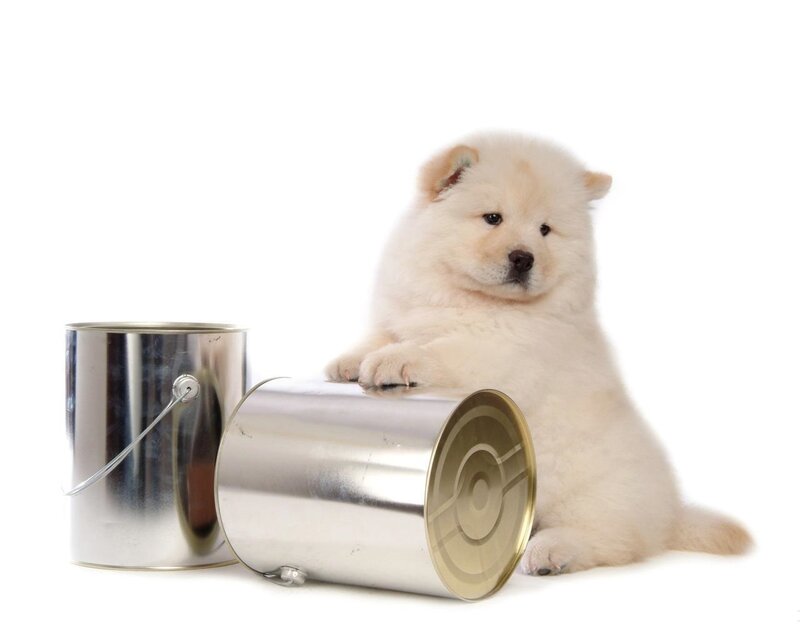 White Fluffy Puppy — Neutral, Photograph, Metal Can