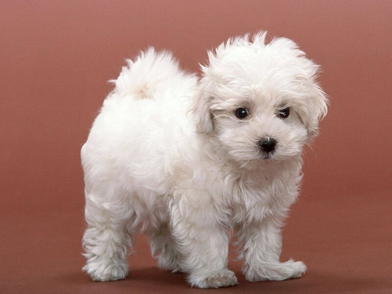 White Fluffy Puppy — Neutral, Photograph