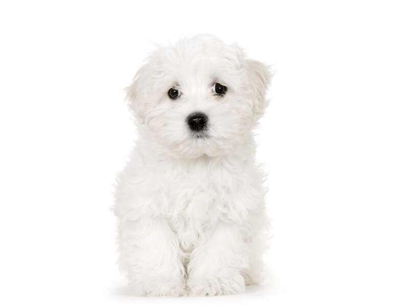 White Fluffy Puppy — Neutral
