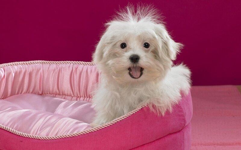 White Fluffy Puppy — Pink